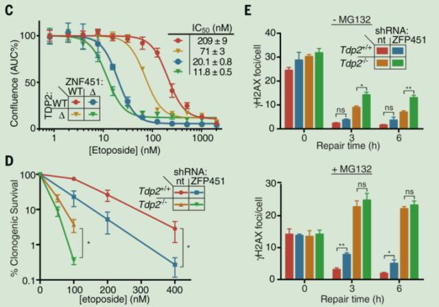 《科学》突破研究！新蛋白逆转癌症药物治疗导致的DNA损伤！