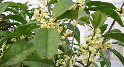 吃过桂花美食才不辜负江苏的秋天,苏州特色桂花