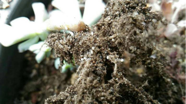 经历了天灾*祸人**的多肉,居然能靠这招拯救?