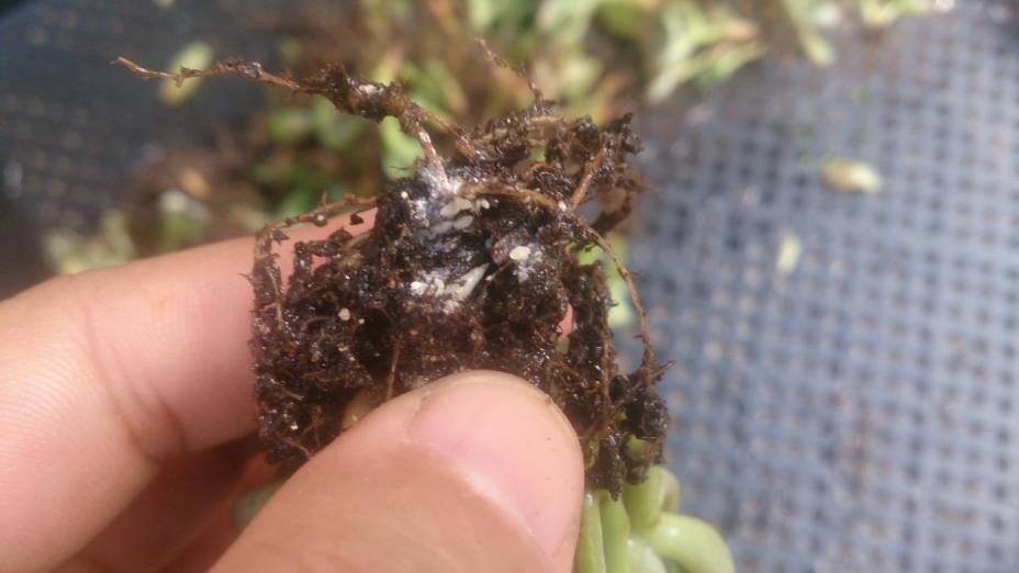 经历了天灾*祸人**的多肉,居然能靠这招拯救?