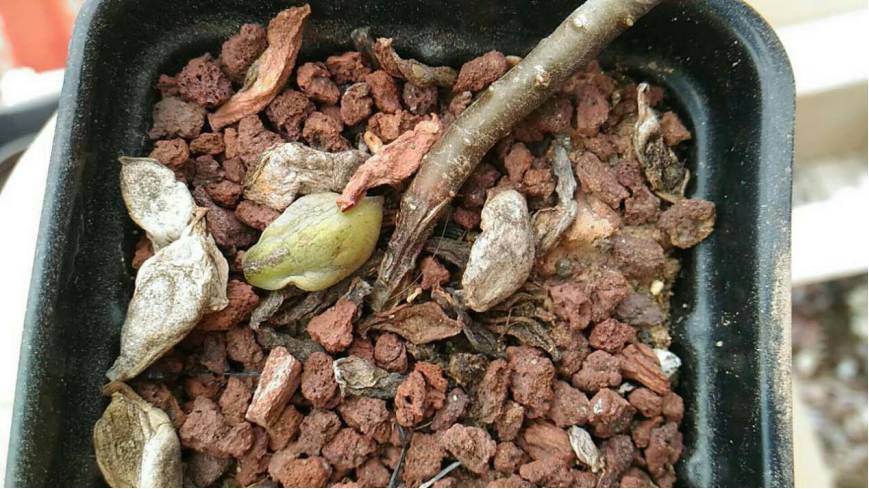 经历了天灾*祸人**的多肉,居然能靠这招拯救?