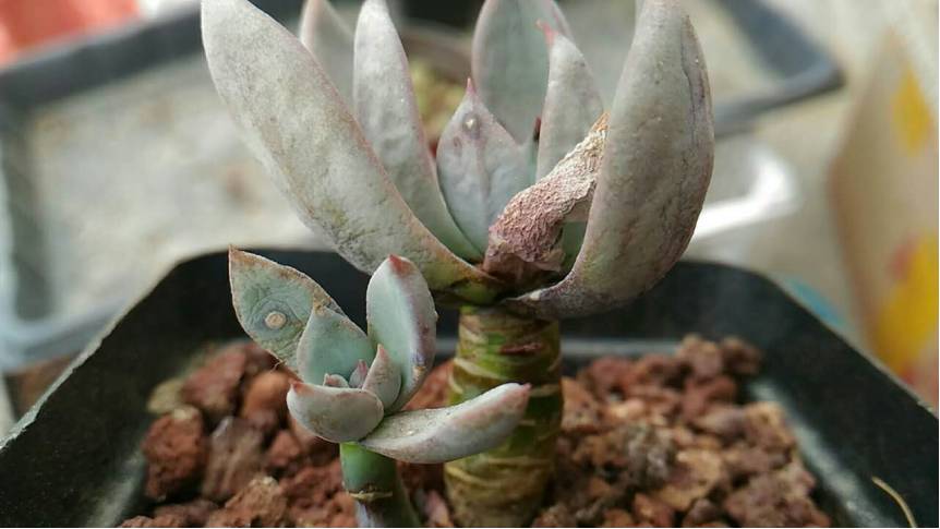 经历了天灾*祸人**的多肉,居然能靠这招拯救?