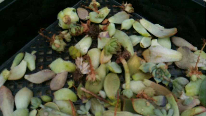 经历了天灾*祸人**的多肉,居然能靠这招拯救?