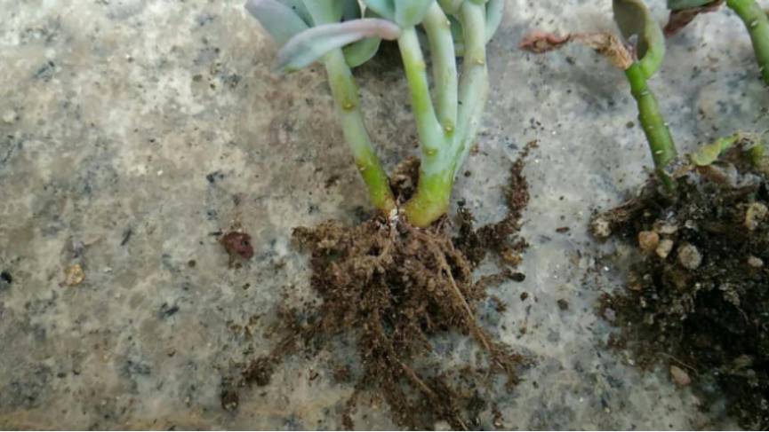 经历了天灾*祸人**的多肉,居然能靠这招拯救?