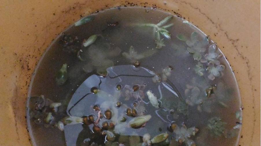 经历了天灾*祸人**的多肉,居然能靠这招拯救?