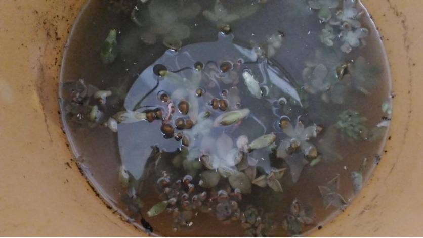 经历了天灾*祸人**的多肉,居然能靠这招拯救?