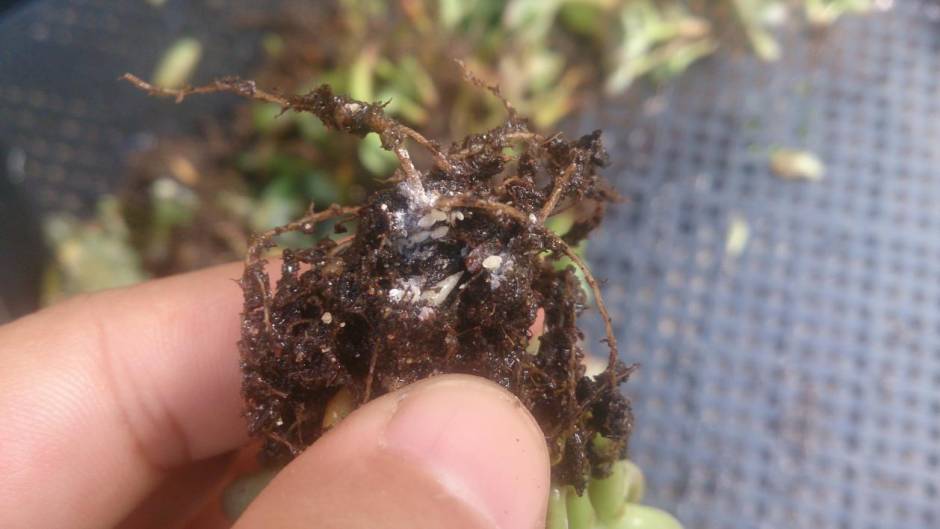 经历了天灾*祸人**的多肉,居然能靠这招拯救?