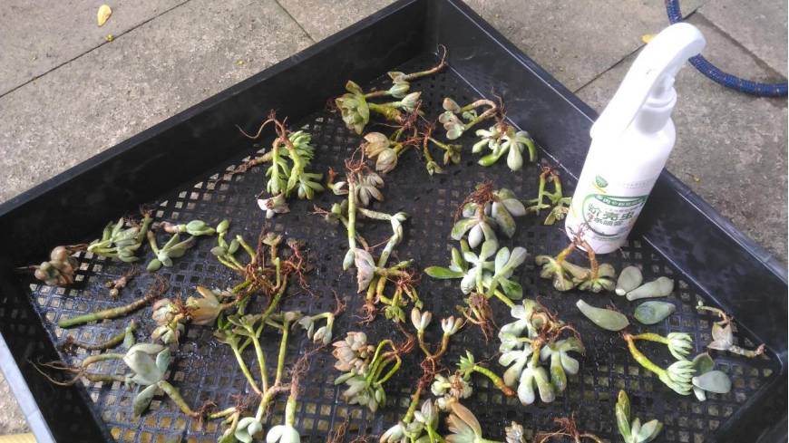 经历了天灾*祸人**的多肉,居然能靠这招拯救?