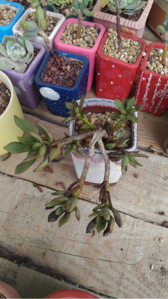 经历了天灾*祸人**的多肉,居然能靠这招拯救?