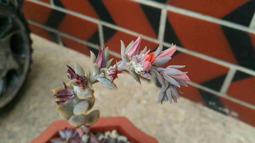 经历了天灾*祸人**的多肉,居然能靠这招拯救?