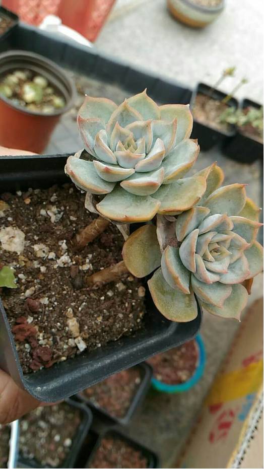 经历了天灾*祸人**的多肉,居然能靠这招拯救?