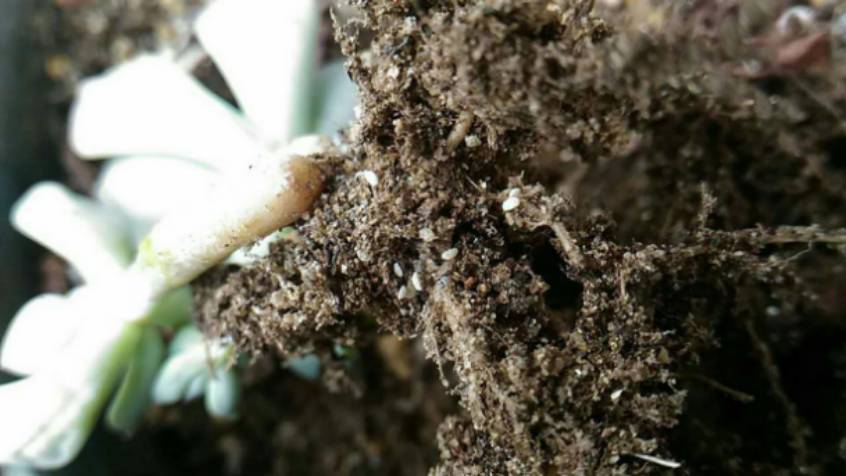 经历了天灾*祸人**的多肉,居然能靠这招拯救?