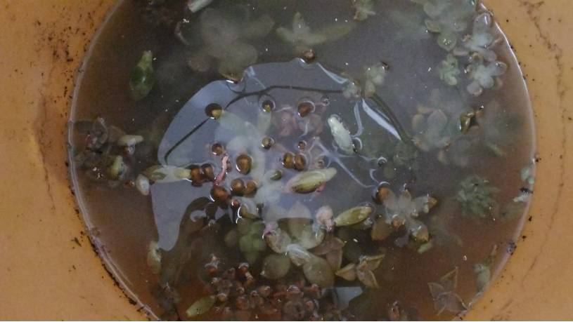 经历了天灾*祸人**的多肉,居然能靠这招拯救?