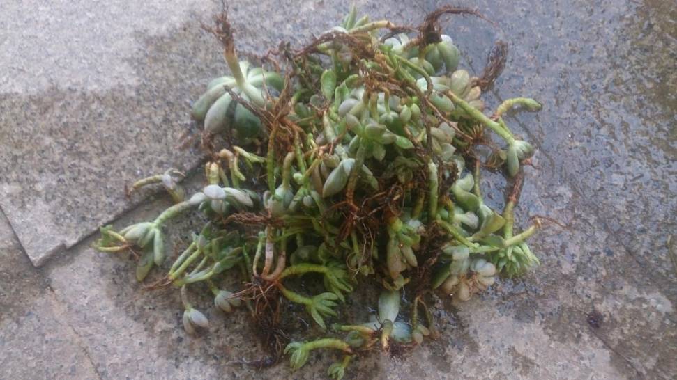 经历了天灾*祸人**的多肉,居然能靠这招拯救?