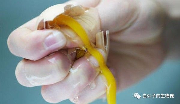 蛋碎了有多疼你知道吗?蛋蛋受伤虽然没有生孩子疼,但是也很要命啊!