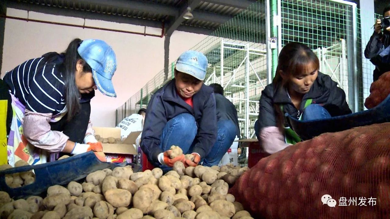 盘州四格的乌洋芋多少钱一斤 (盘州老品种黄心洋芋批发)