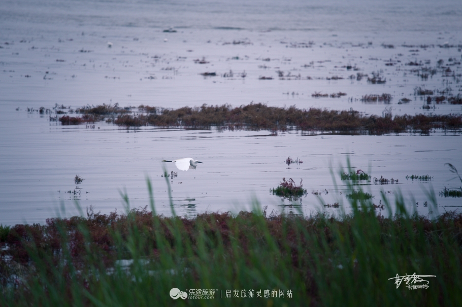 湿地观鸟自然体验,观鸟是一种宁静的心境