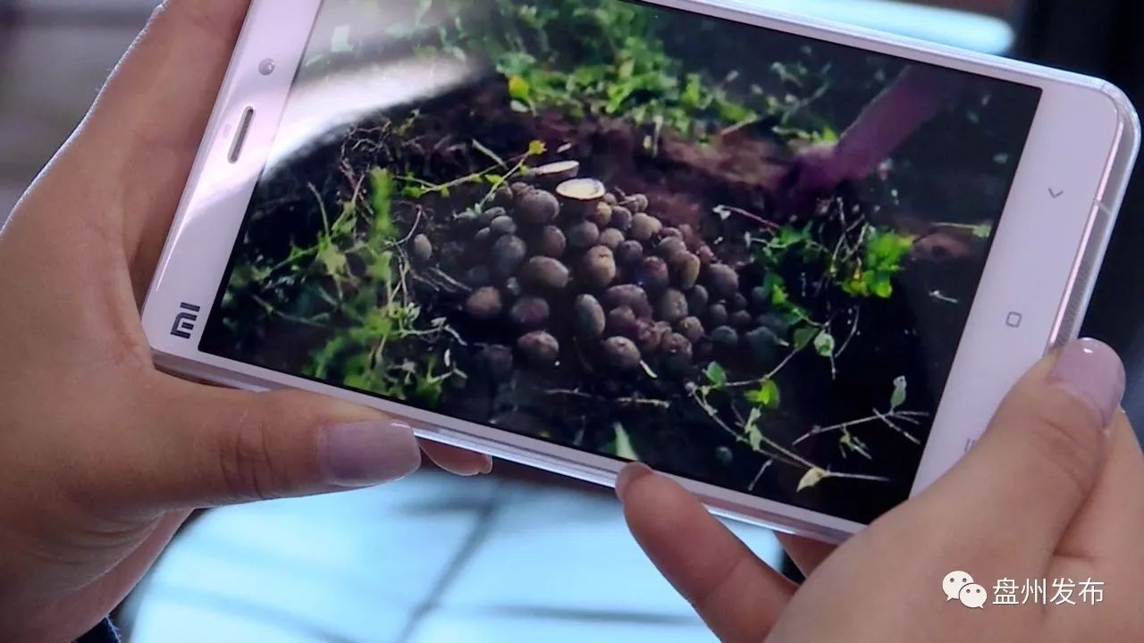 盘州四格的乌洋芋多少钱一斤 (盘州老品种黄心洋芋批发)