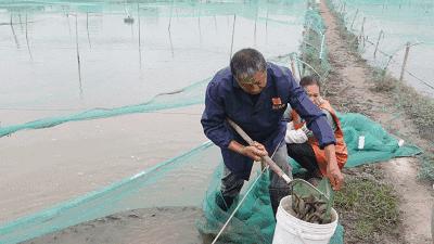 80后小伙返乡养泥鳅莲藕年入百万,80后小伙养泥鳅年销7千万