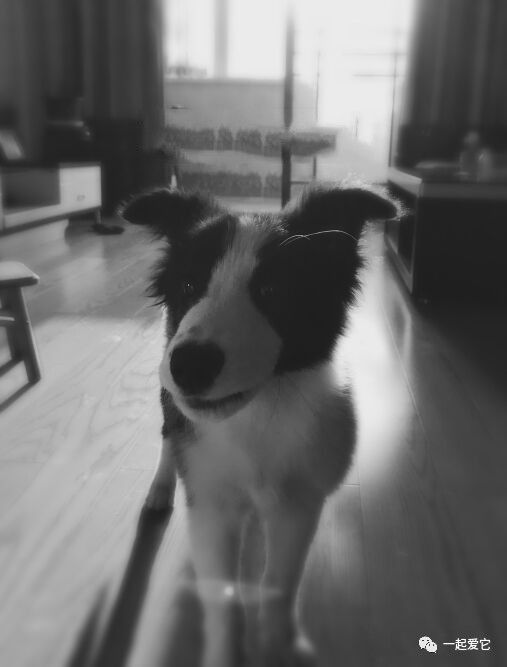 瀹犵埍鏁呬簨,瀹犵埍鏁呬簨灏忚鏍″洯