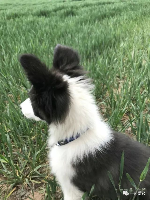 瀹犵埍鏁呬簨,瀹犵埍鏁呬簨灏忚鏍″洯