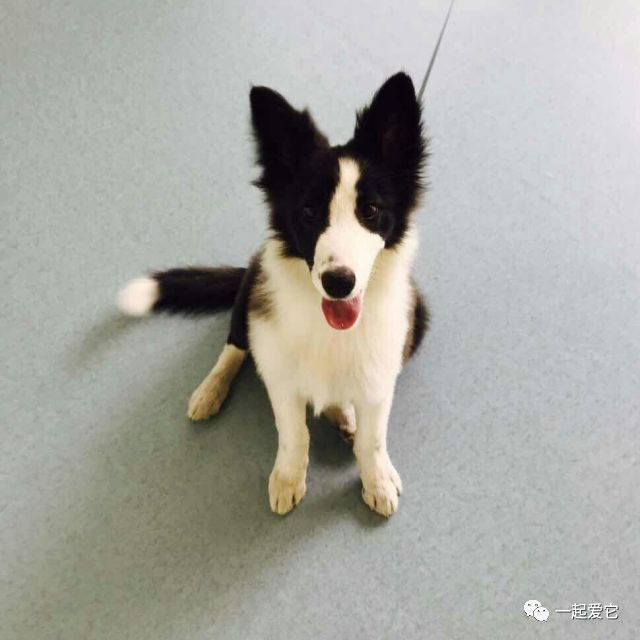 瀹犵埍鏁呬簨,瀹犵埍鏁呬簨灏忚鏍″洯