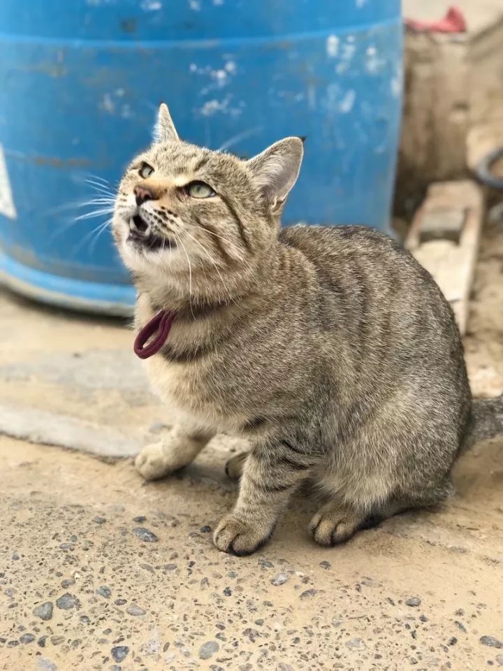 逃离阴雨缠绵的上海,说走就走的3日*疆新**胡杨游你想试试吗?|附攻略