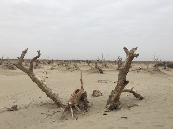 逃离阴雨缠绵的上海,说走就走的3日*疆新**胡杨游你想试试吗?|附攻略