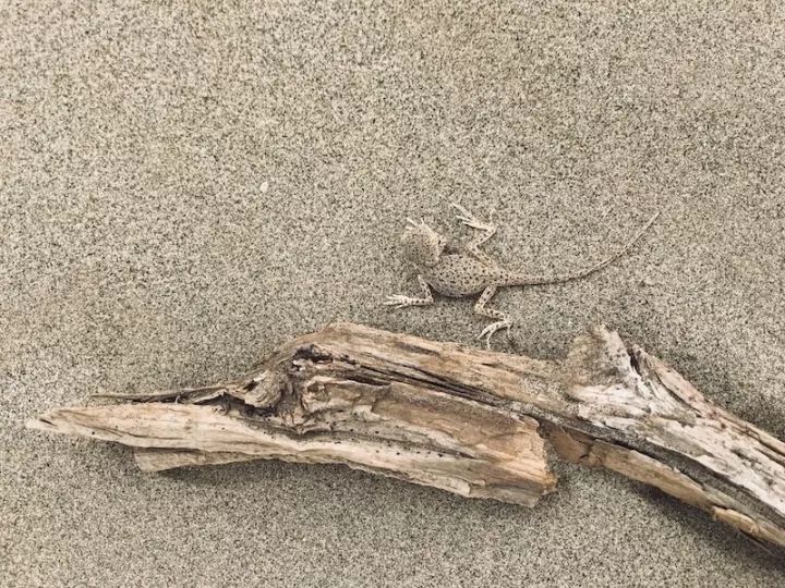 逃离阴雨缠绵的上海,说走就走的3日*疆新**胡杨游你想试试吗?|附攻略