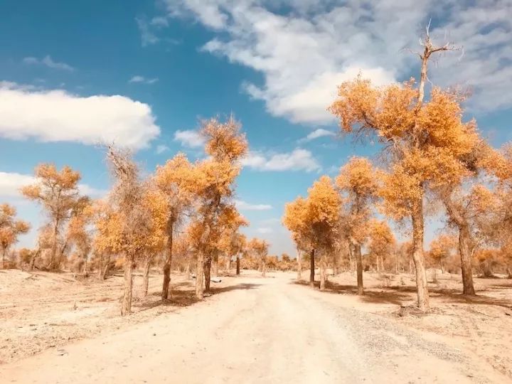 逃离阴雨缠绵的上海,说走就走的3日*疆新**胡杨游你想试试吗?|附攻略