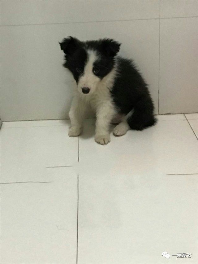 瀹犵埍鏁呬簨,瀹犵埍鏁呬簨灏忚鏍″洯