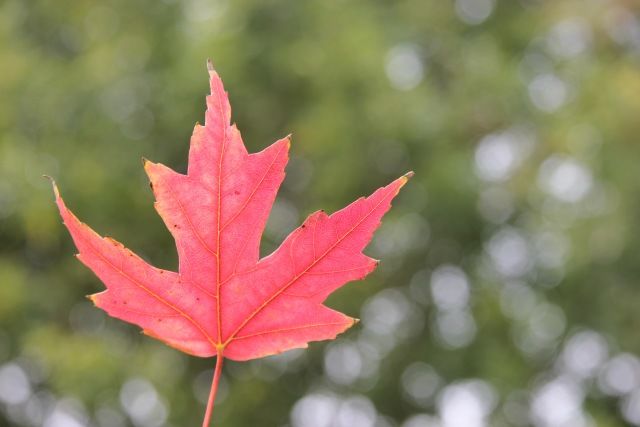 「光影天财」wow!你的口红中有一枚天财枫叶!