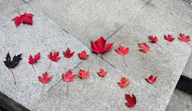 「光影天财」wow!你的口红中有一枚天财枫叶!