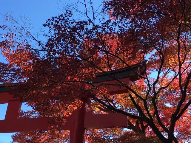 又是一年赏枫季,又是一年赏秋季