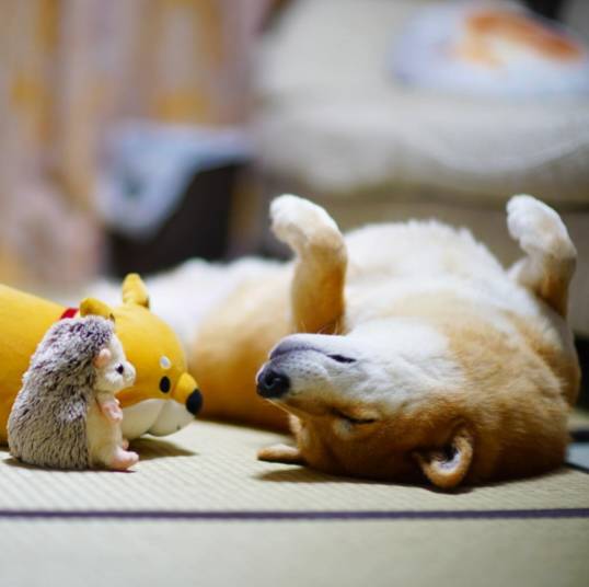 俊介犬舍推荐,俊介犬猫