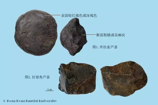 每日一味中药巴豆,每日学习一味中草药芦荟