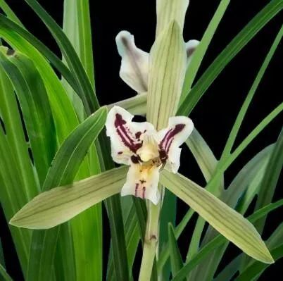 毕节四大名品兰花,毕节最好的兰花是哪一种