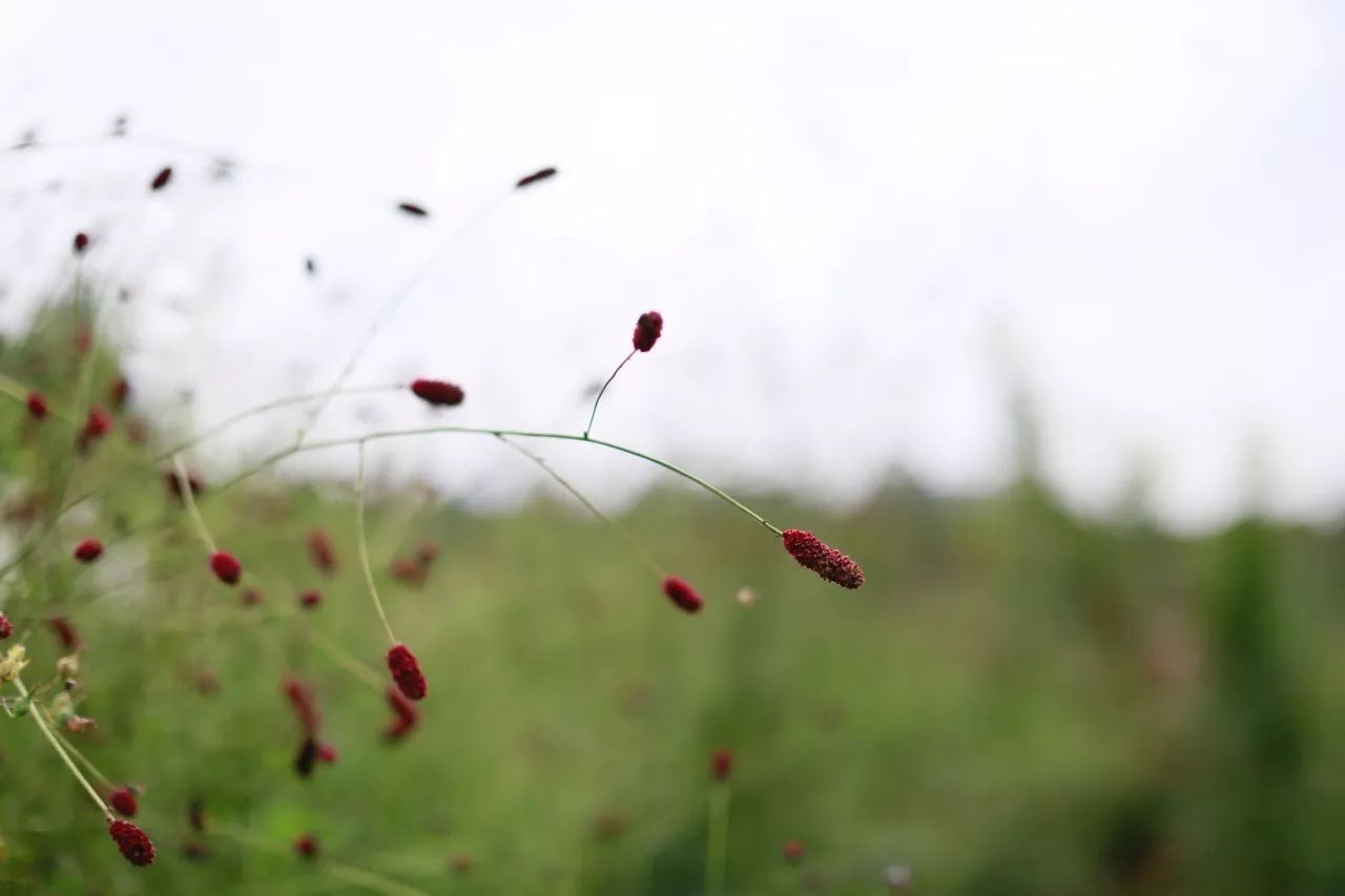 花田里逛了3小时，花材、花束、年度美照都有了