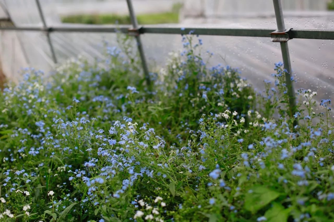 花田里逛了3小时，花材、花束、年度美照都有了