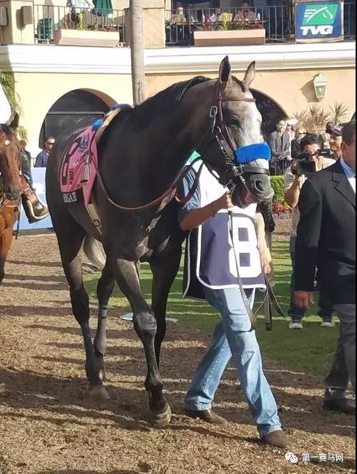 育马者杯赛马视频,育马者杯夺冠视频