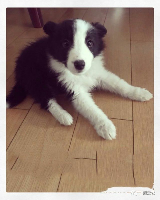 瀹犵埍鏁呬簨,瀹犵埍鏁呬簨灏忚鏍″洯