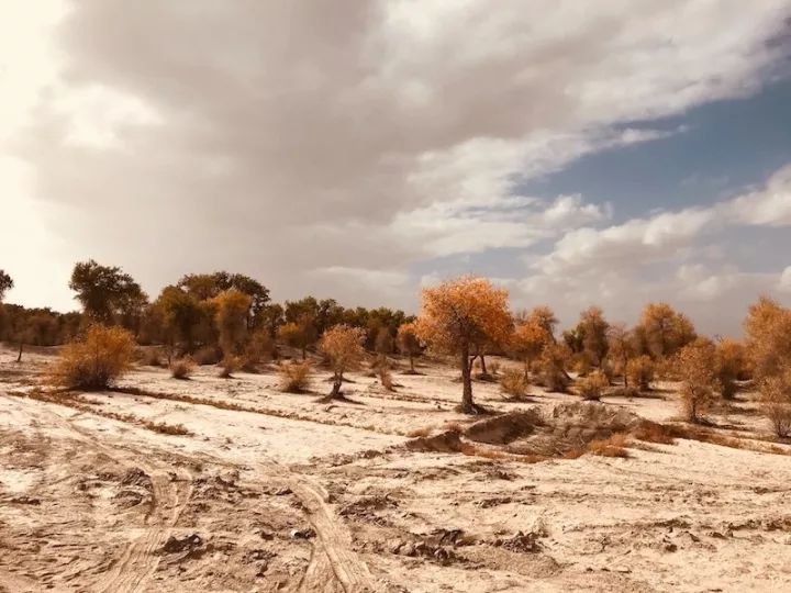 逃离阴雨缠绵的上海,说走就走的3日*疆新**胡杨游你想试试吗?|附攻略