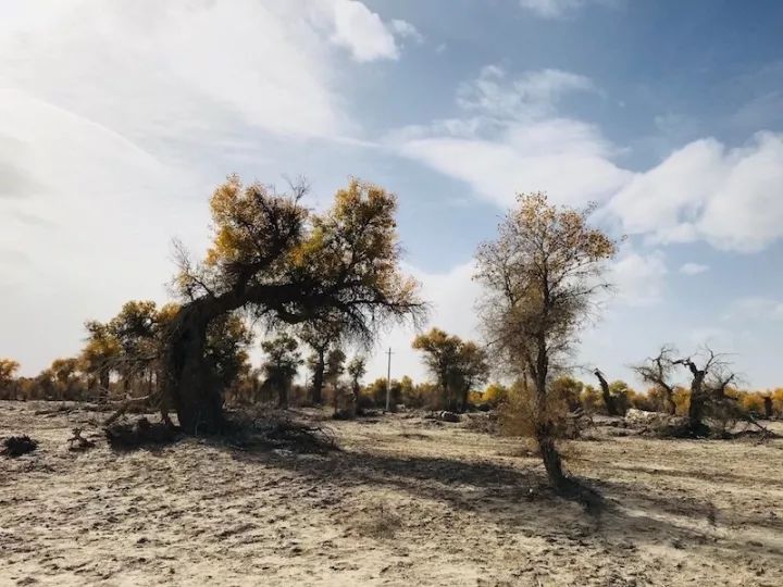 逃离阴雨缠绵的上海，说走就走的3日*疆新**胡杨游你想试试吗？｜附攻略
