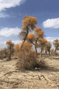 逃离阴雨缠绵的上海,说走就走的3日*疆新**胡杨游你想试试吗?|附攻略