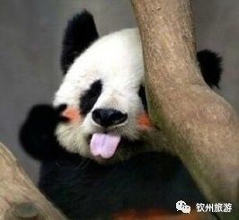 閽﹀窞璺戞璺嚎,閽﹀窞涓北鍏洯璺戞