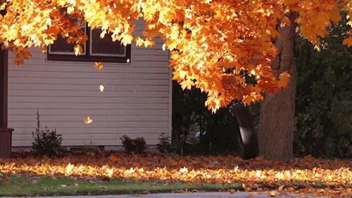 「夜读」“北平之秋便是人间天堂!”秋天的北京美成这样,难怪老舍如此盛赞……(有声朗读)