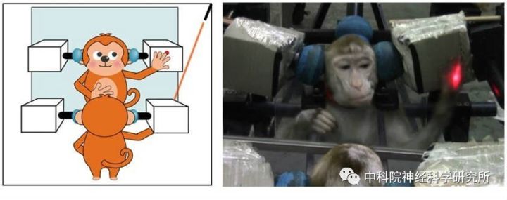 悟空显神通和弄神通哪个准确,悟空荧光重涂