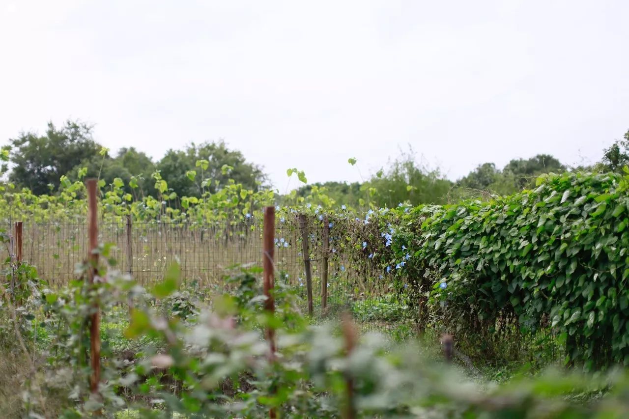 花田里逛了3小时，花材、花束、年度美照都有了