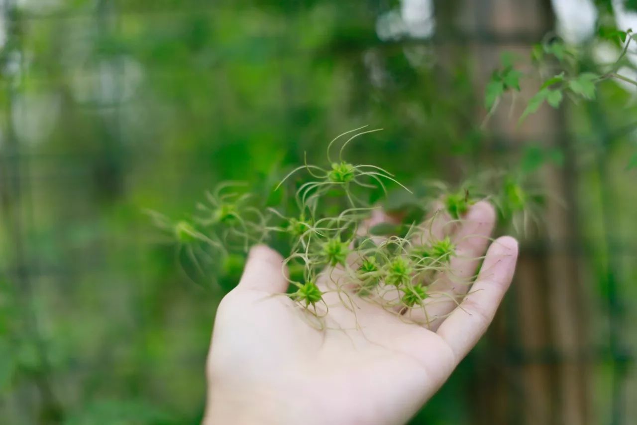 花田里逛了3小时，花材、花束、年度美照都有了