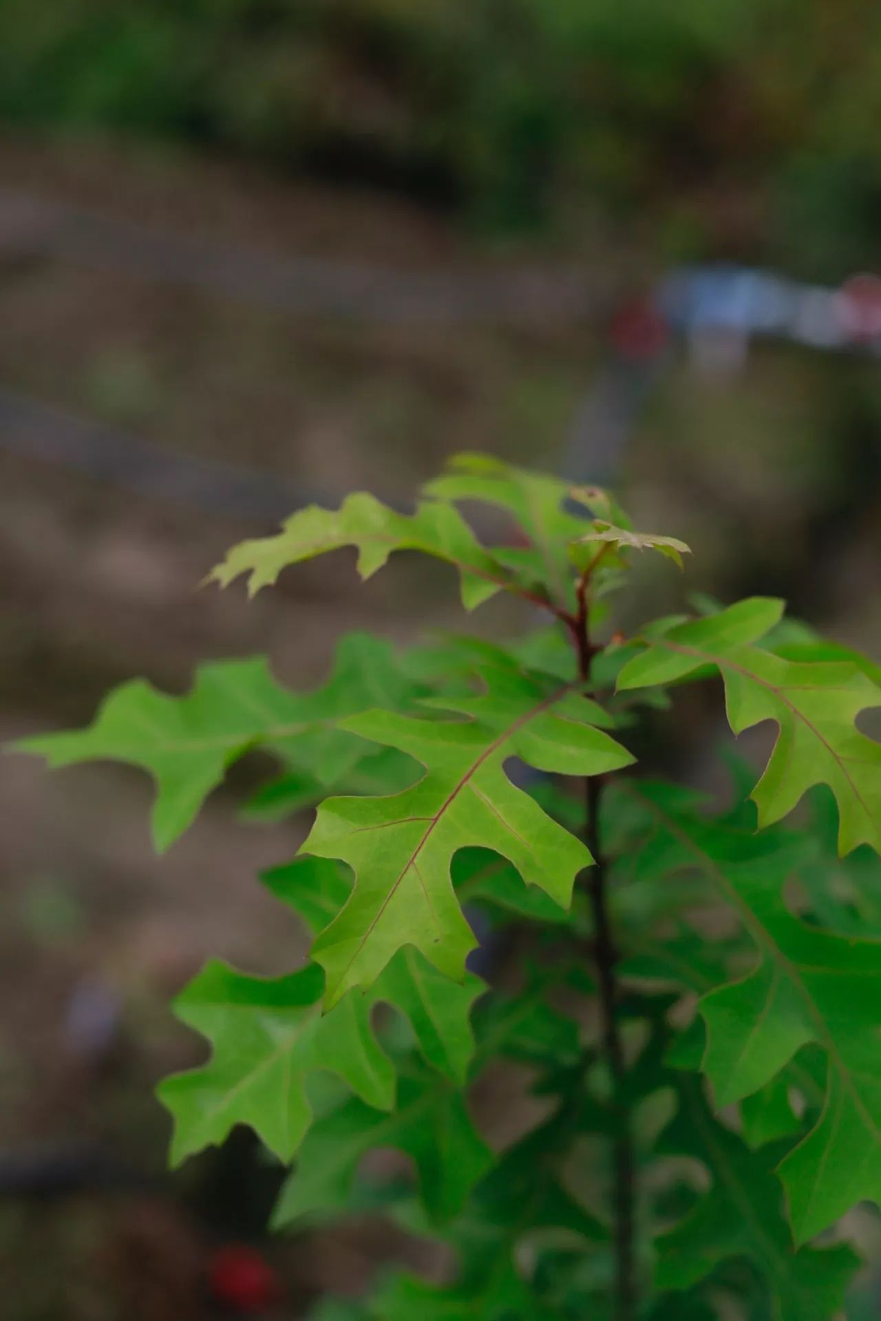 花田里逛了3小时，花材、花束、年度美照都有了